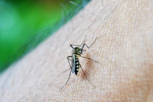 mosquito-213805_960_720