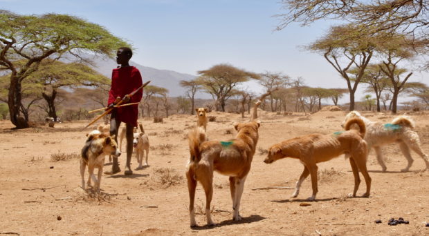 Maasai boy with dogs